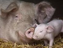 泔水不讓喂豬，舉報還有獎，拿什么拯救你？